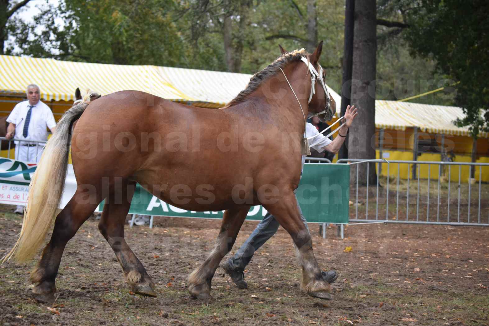 Concours Régional de chevaux de traits en 2017 - Trait COMTOIS - ESQUISSE DE VIELLE - 09