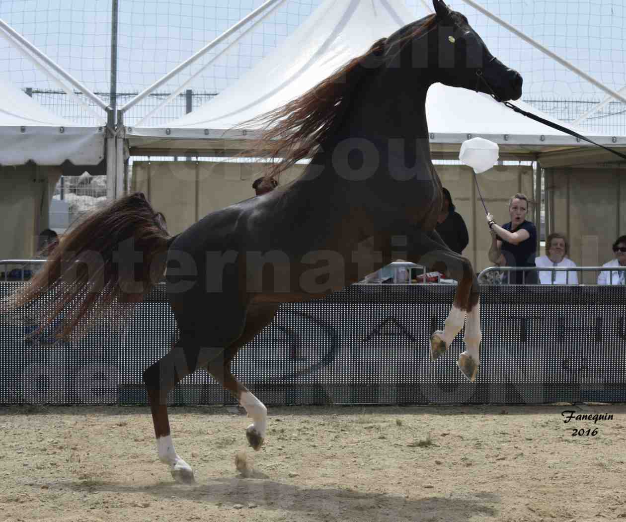 Championnat du pur-sang arabe de la Méditerranée et des pays arabes - MENTON 2016 - IM BAYARD CATHARE - Notre Sélection - Cabrage - 3