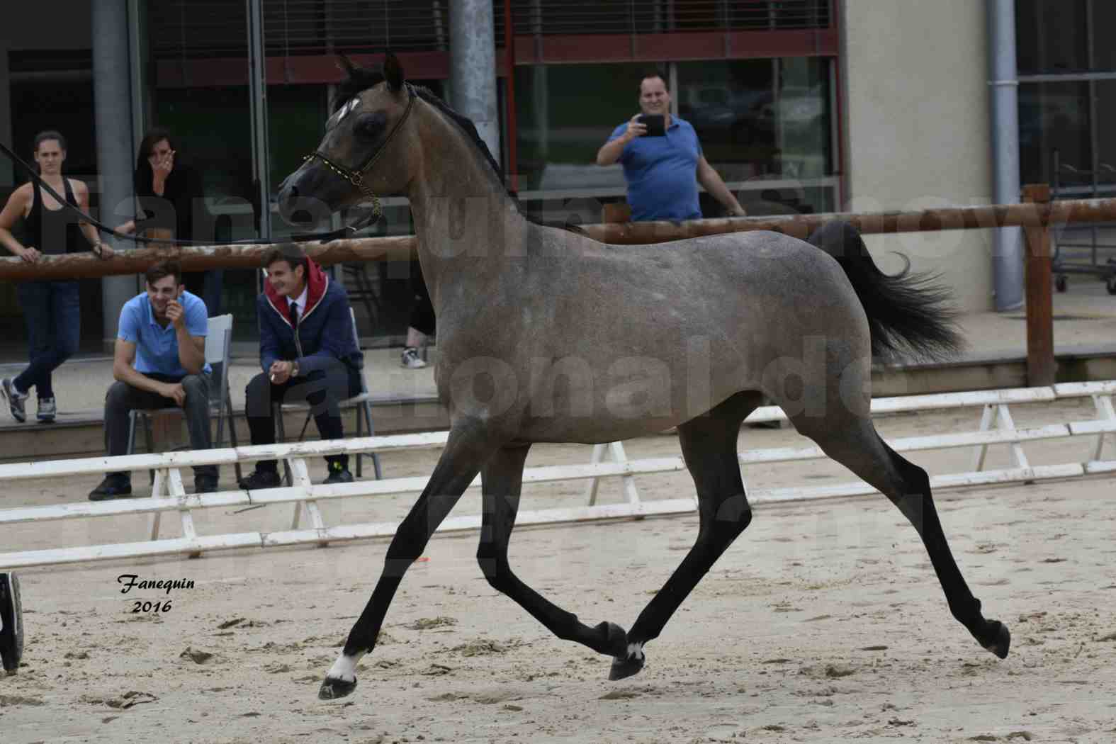 Show national de chevaux arabe de CHAZEY sur AIN - FALOUKA - 9