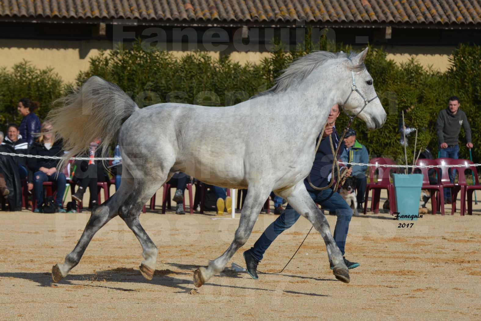Présentation d’Étalons aux Haras d'UZES - présentation en main - ZA'IM AL HFIFA - 2
