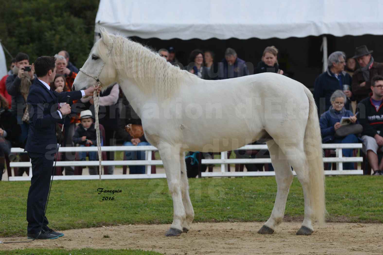 Présentation d’Étalons aux Haras d'UZES en 2016 - Présentation en longe - UTOPY - 1