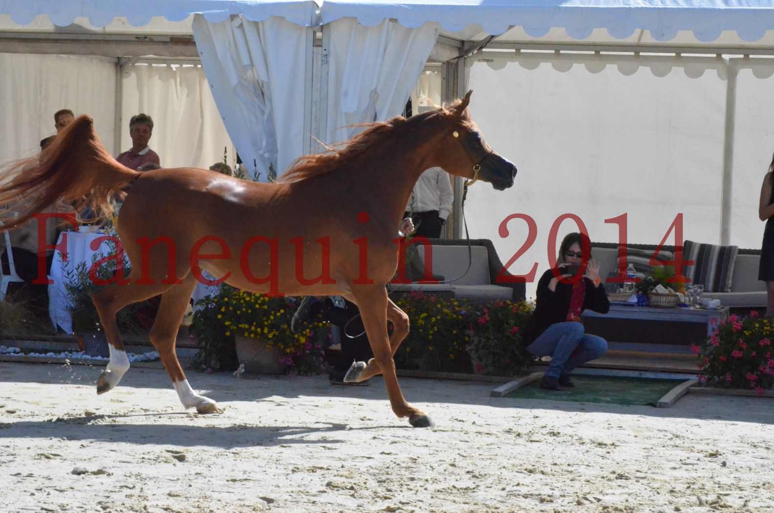 ﻿CHAMPIONNAT DE FRANCE 2014 A POMPADOUR - Sélection - KINSHASA JA - 46