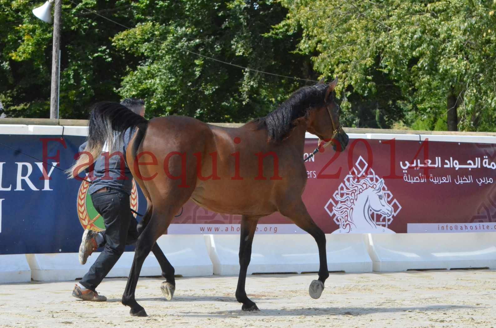 Championnat de FRANCE 2014 - Amateurs - KAL'ELLE D'ELHORIA - 64