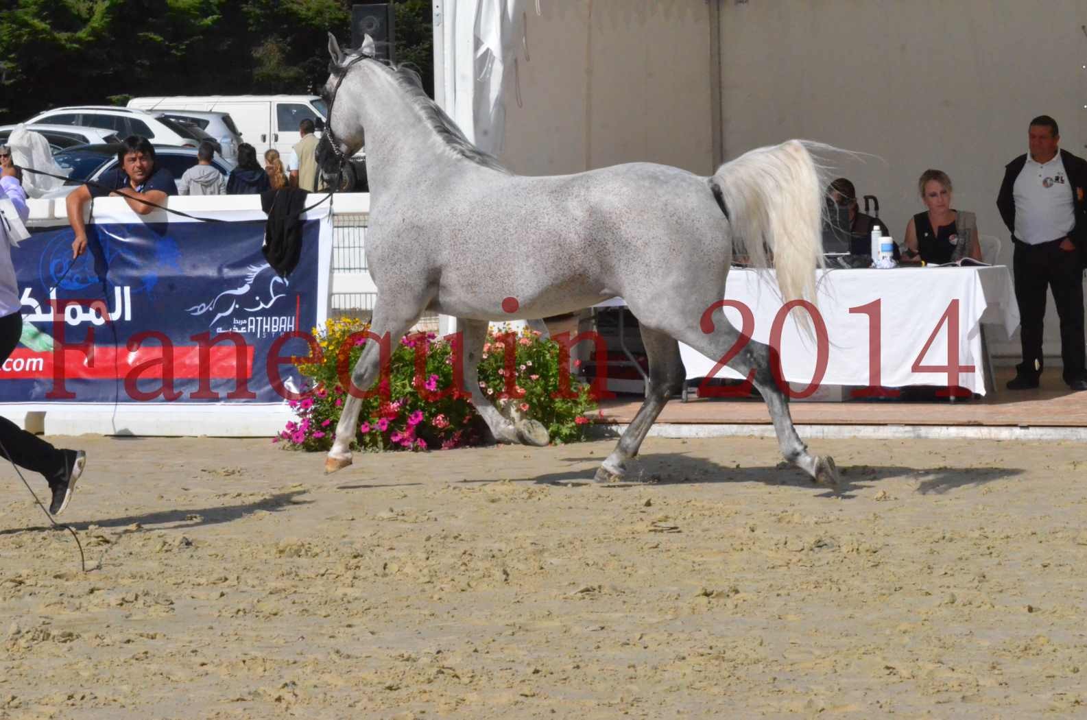 CHAMPIONNAT DE FRANCE  2014 A POMPADOUR - Sélection - SHEYK DE GARGASSAN - 10