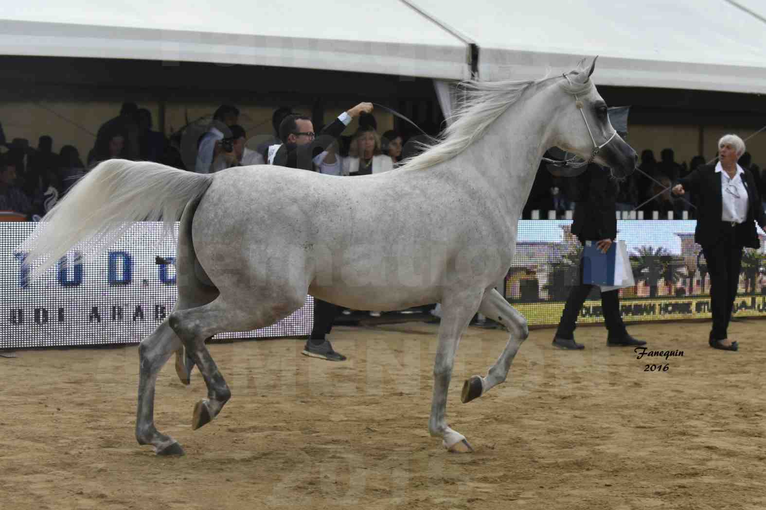 Championnat du pur-sang arabe de la Méditerranée et des pays arabes - MENTON 2016 - AIJANA OS - Notre Sélection - 5