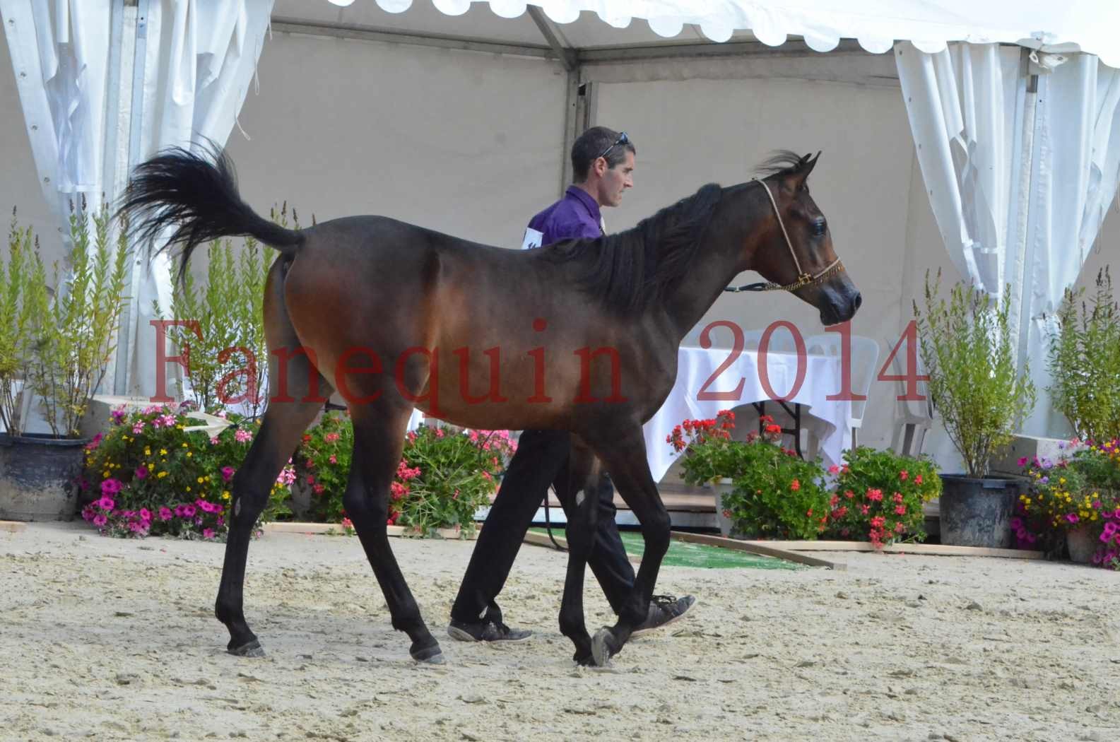 Championnat de FRANCE 2014 - Amateurs - SH FARAJAA - 12