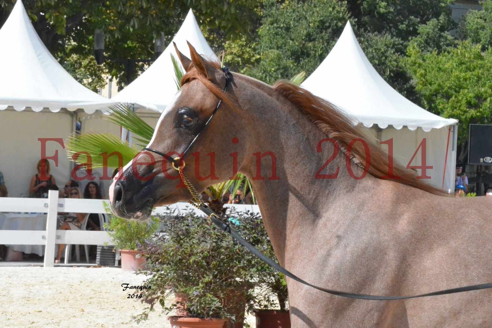 Concours National de Nîmes de chevaux ARABES 2014 - Notre Sélection - Portraits - ABYSS DE RODET - 1