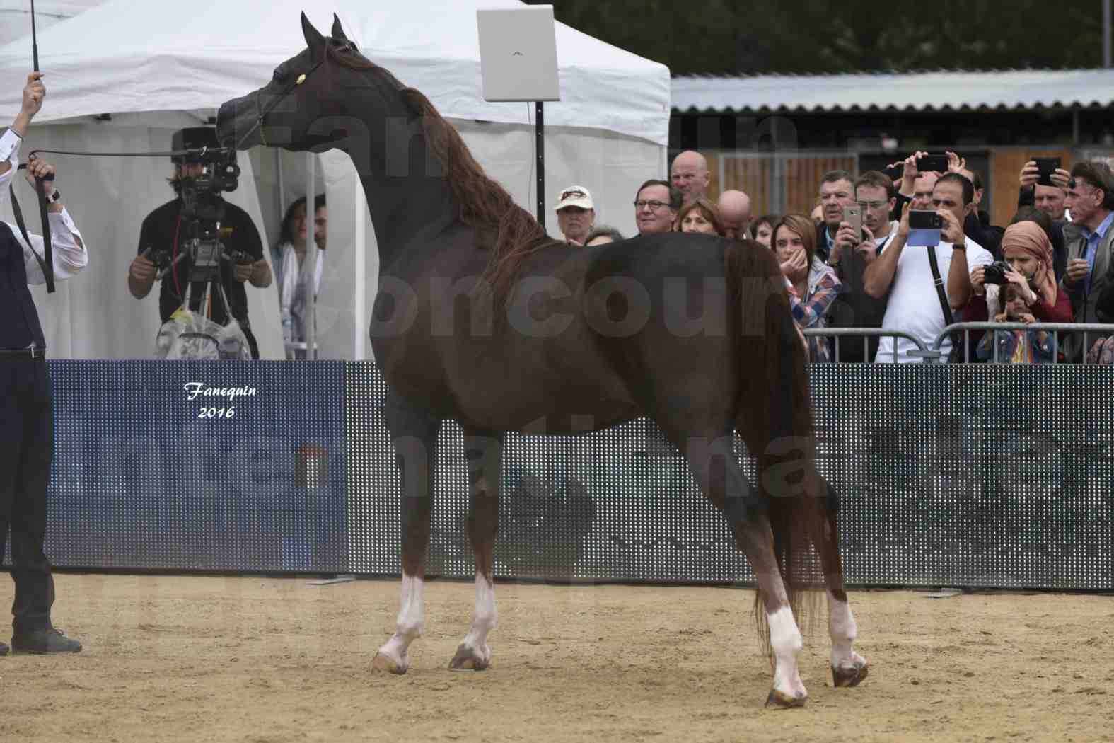 Championnat du pur-sang arabe de la Méditerranée et des pays arabes - MENTON 2016 - IM BAYARD CATHARE -  Notre Sélection - 14