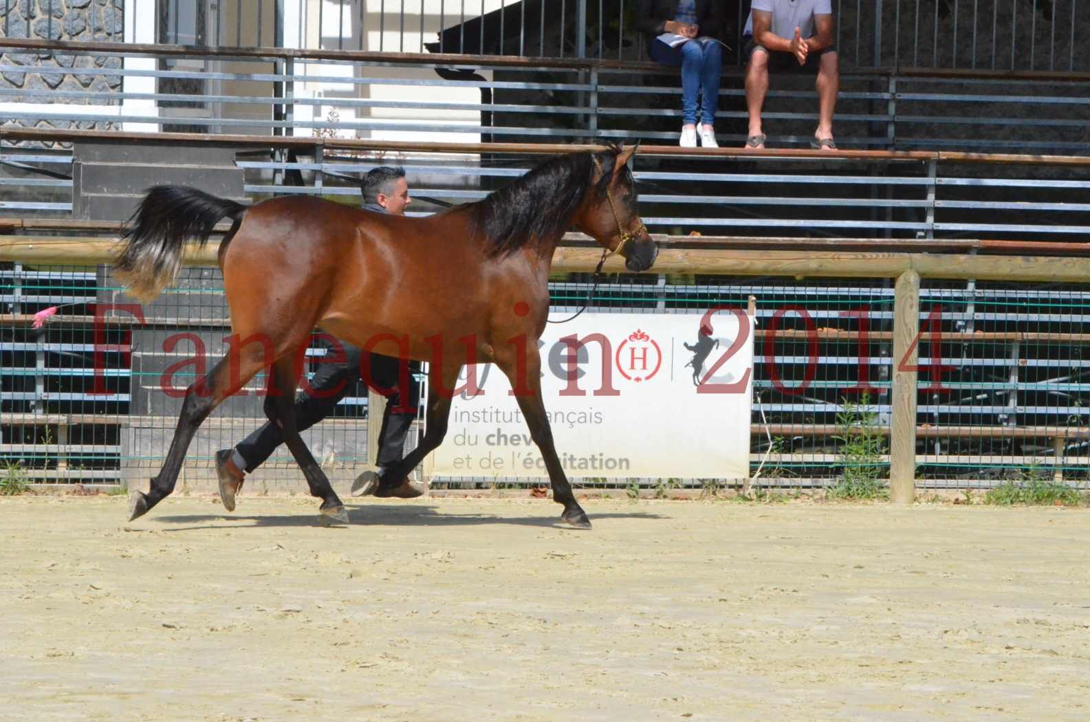 Championnat de FRANCE 2014 - Amateurs - KAL'ELLE D'ELHORIA - 68