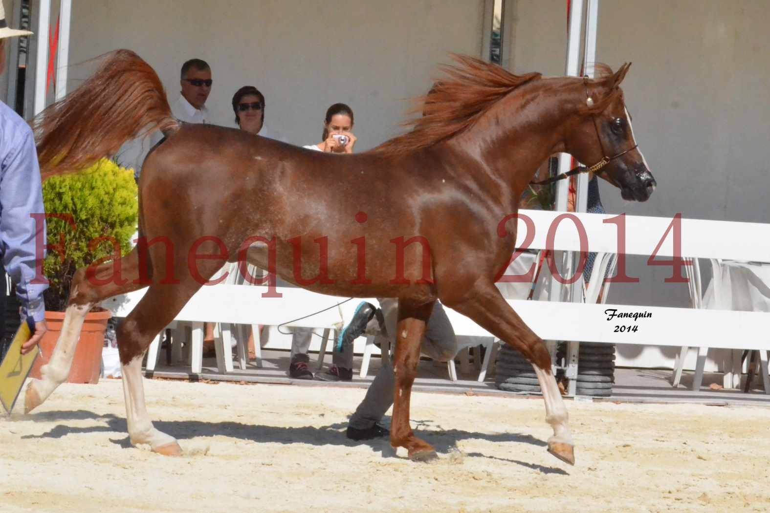 Concours National de Nîmes de chevaux ARABES 2014 - Notre Sélection - AINHOA LE BASQUE - 1