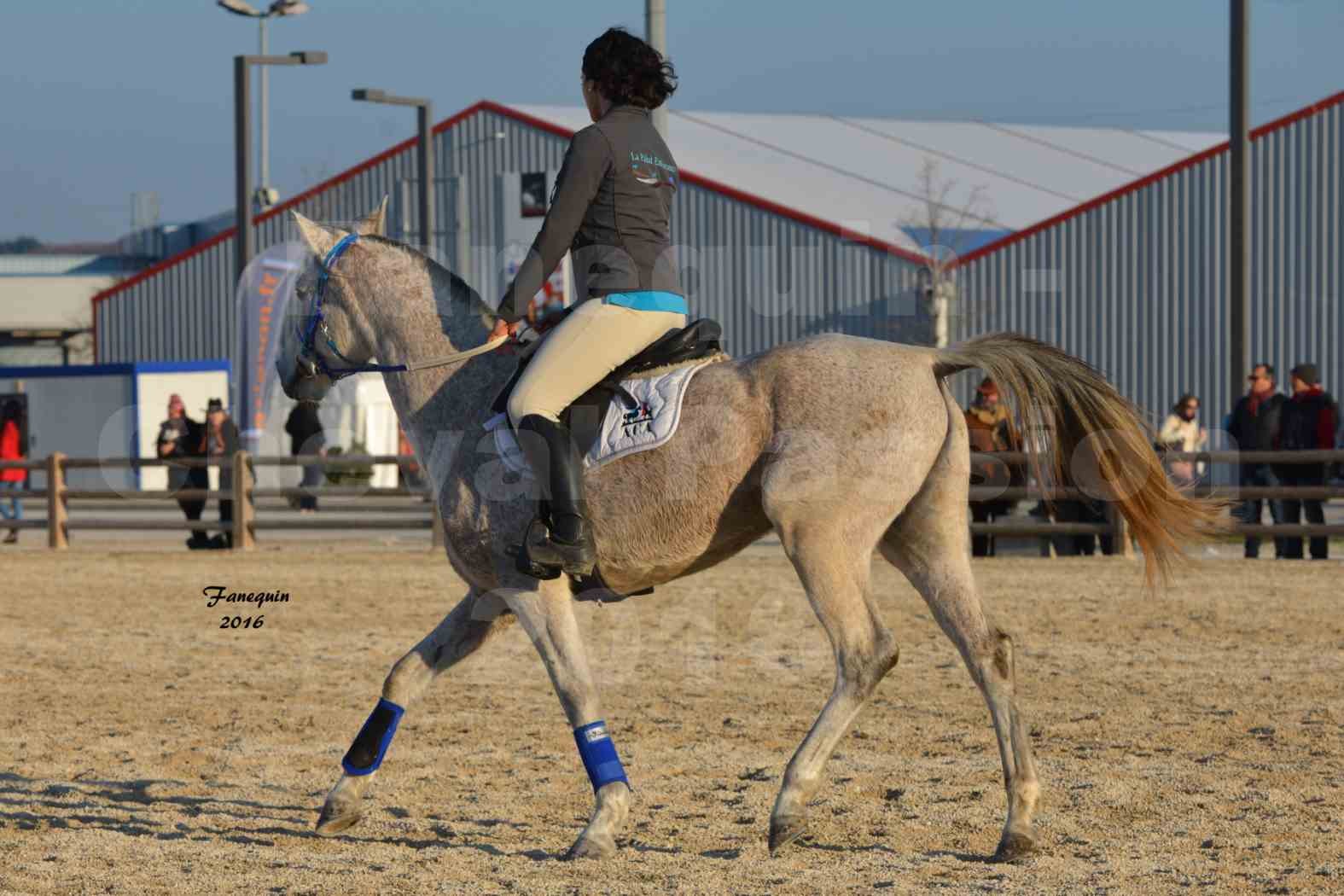 Cheval Passion 2016 - Présentation extérieure de chevaux Arabes montés - 08