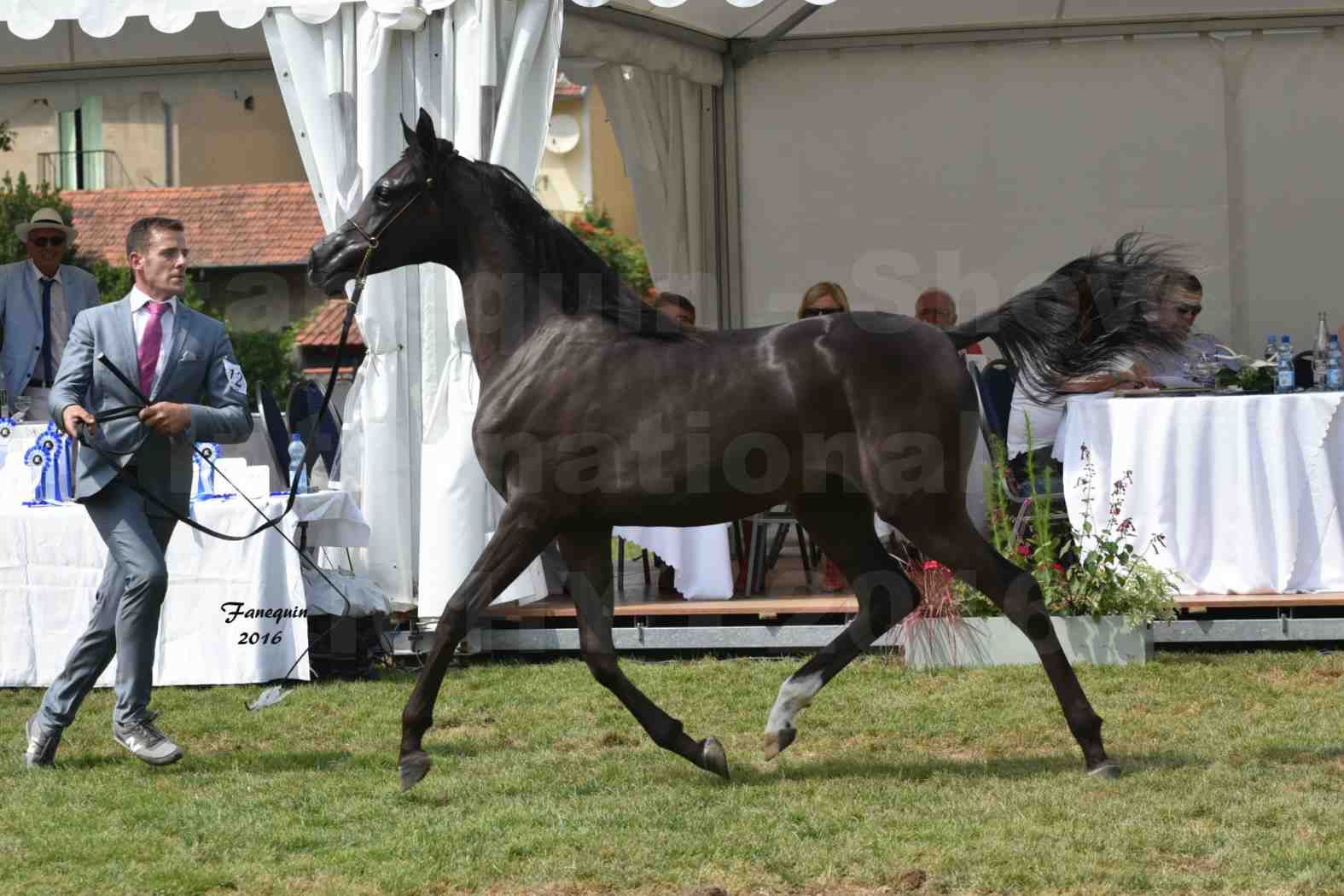 International Arabian Horse Show B de VICHY 2016 - ANNALISA ALIH - Notre Sélection - 8