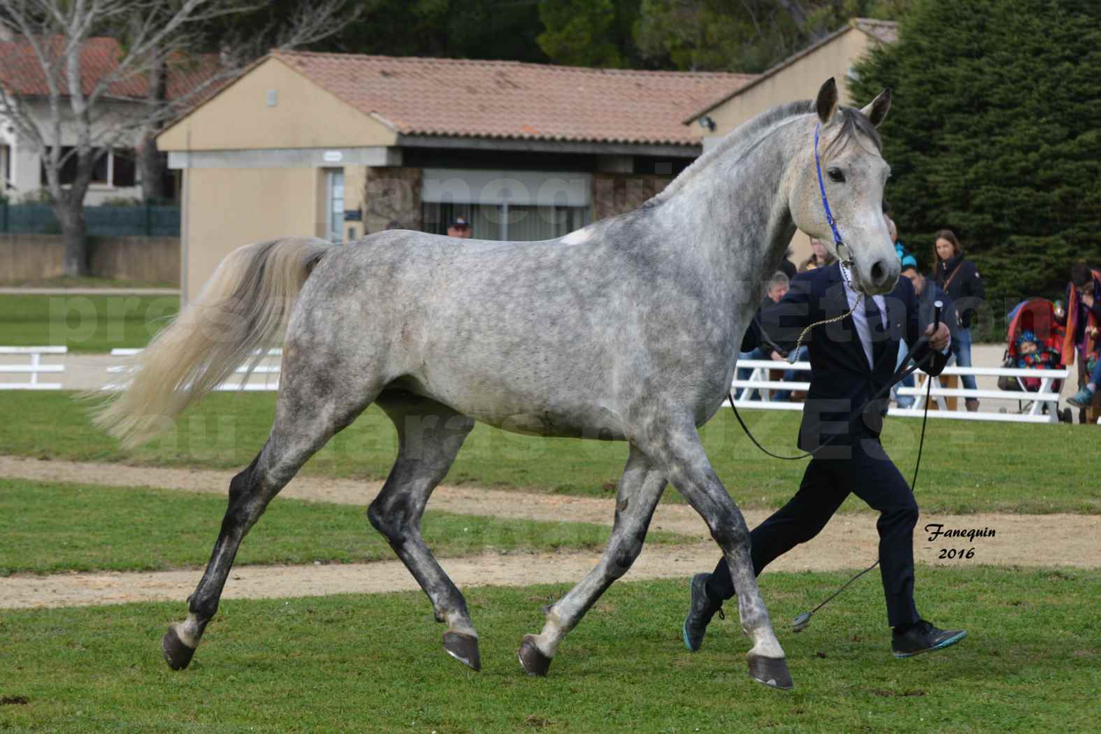 Présentation d’Étalons aux Haras d'UZES en 2016 - Présentation en longe - UMAR D'ALENTHUN - 2