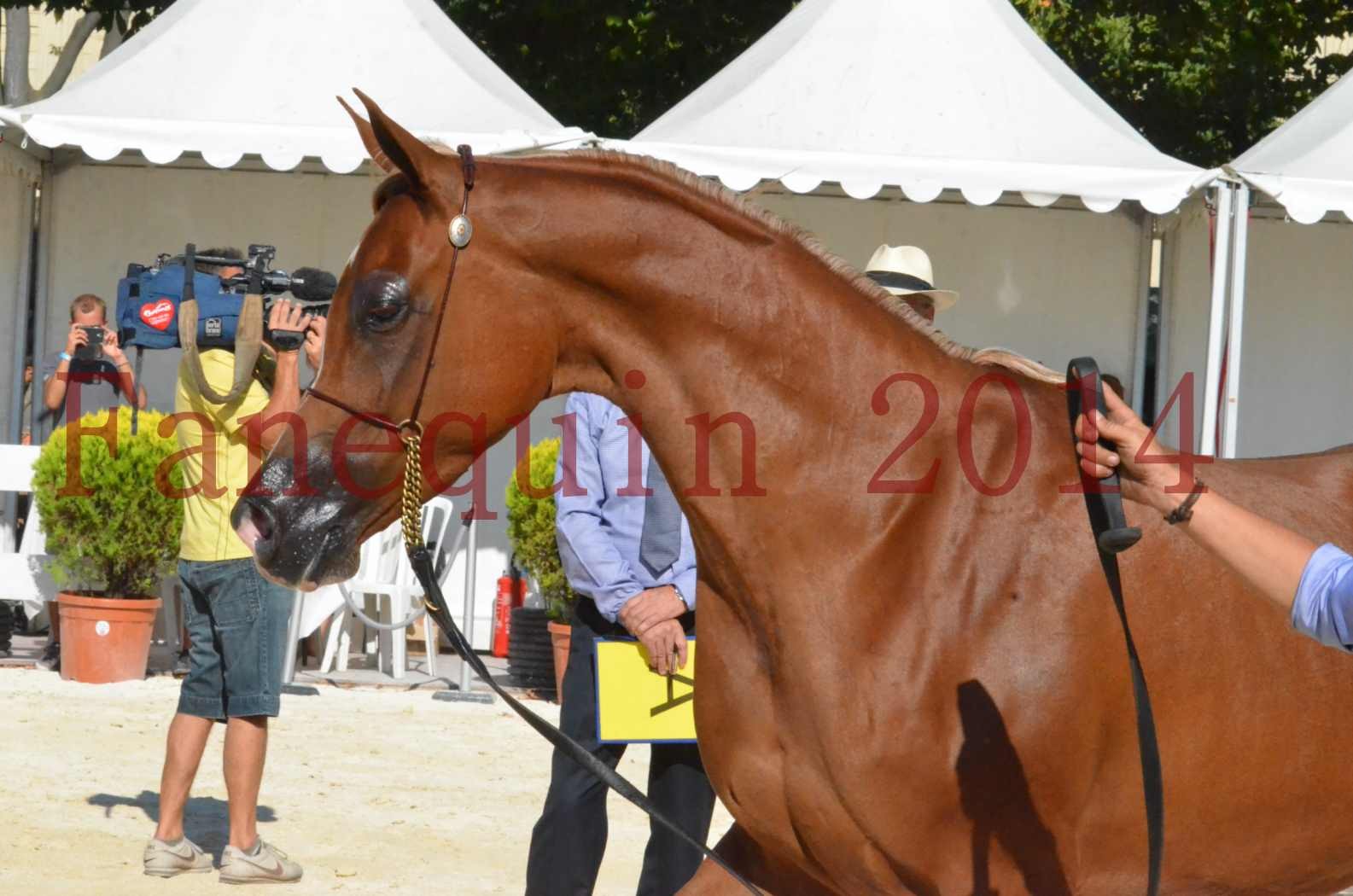 Concours National de Nîmes de chevaux ARABES 2014 - Championnat - MASSAI DE BARREL - 64