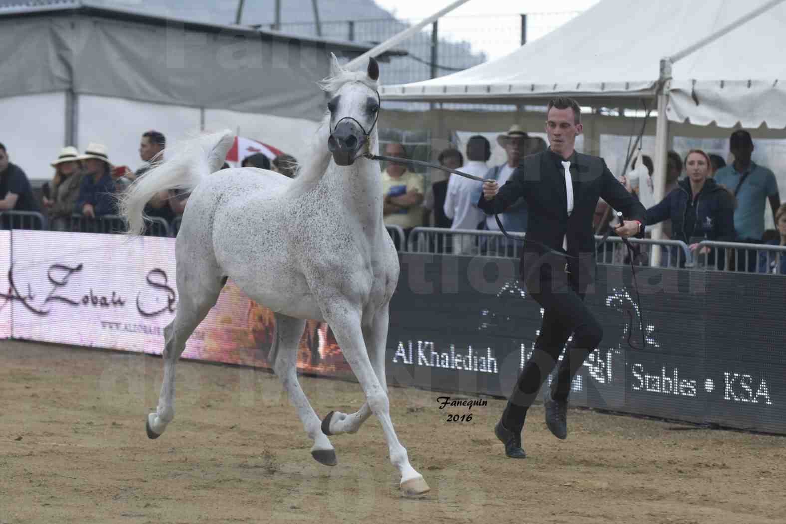 Championnat du pur-sang arabe de la Méditerranée et des pays arabes - MENTON 2016 - MAGIC MA CHERIE - Notre Sélection - 05