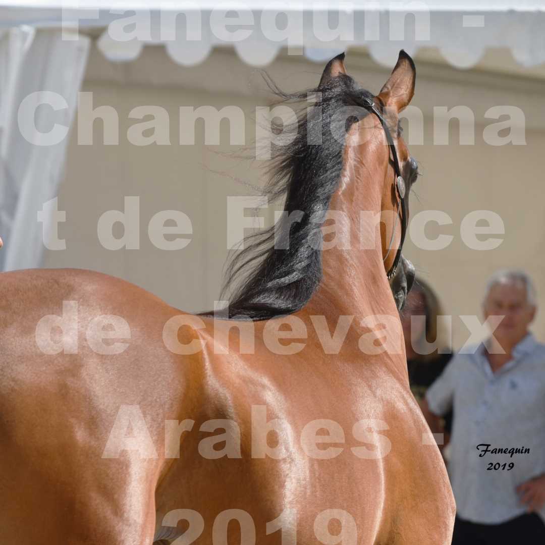 Championnat de France des chevaux Arabes en 2019 à VICHY - SH CHARISMA - Portraits - 2