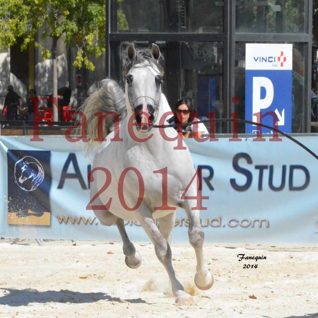 Concours National de Nîmes de chevaux ARABES 2014 - Notre Sélection - SHAOLIN DE NEDJAIA - 20