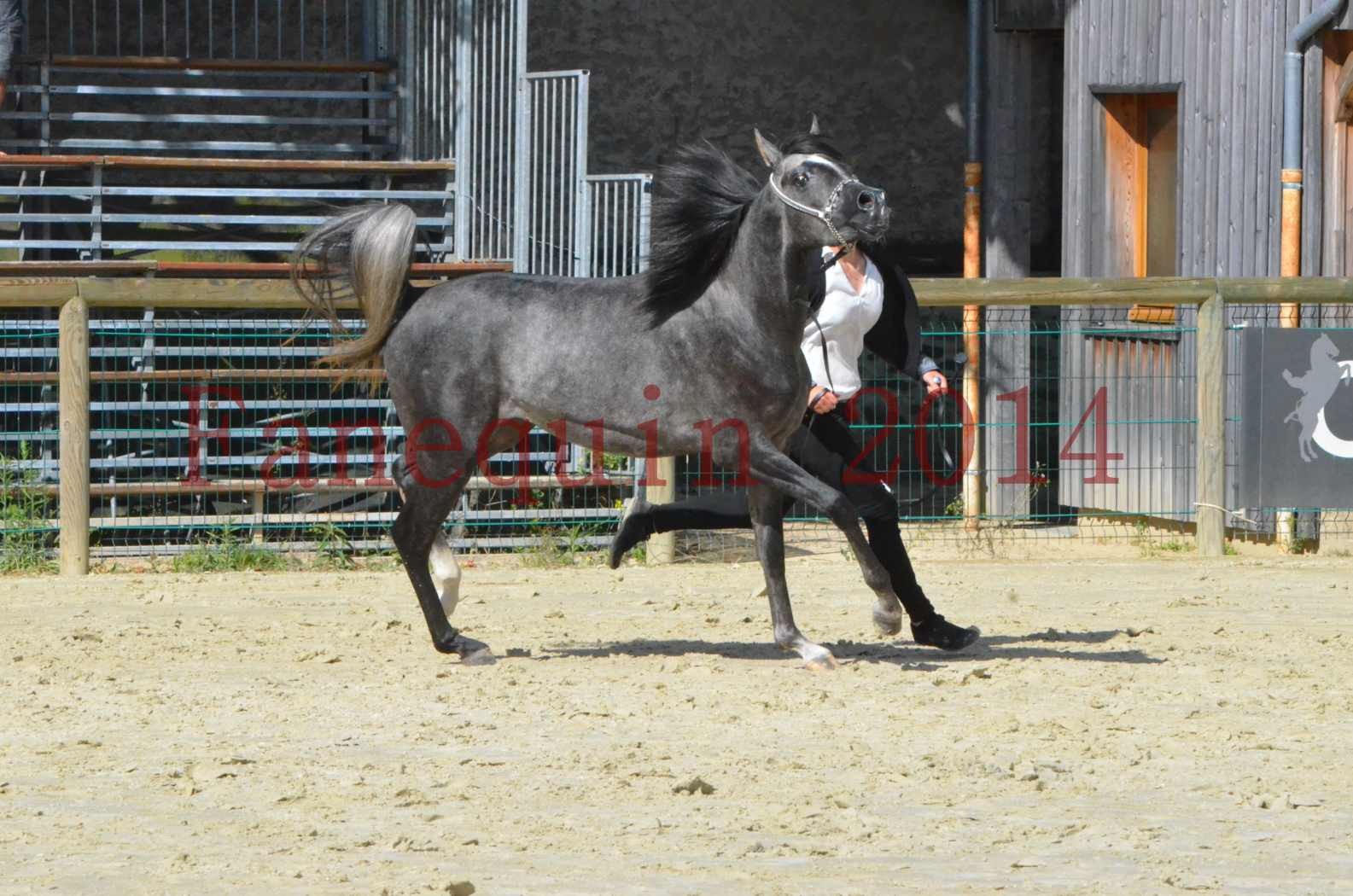 Championnat de FRANCE 2014 - Amateurs - CHTI KAID D'AUBIN - 41