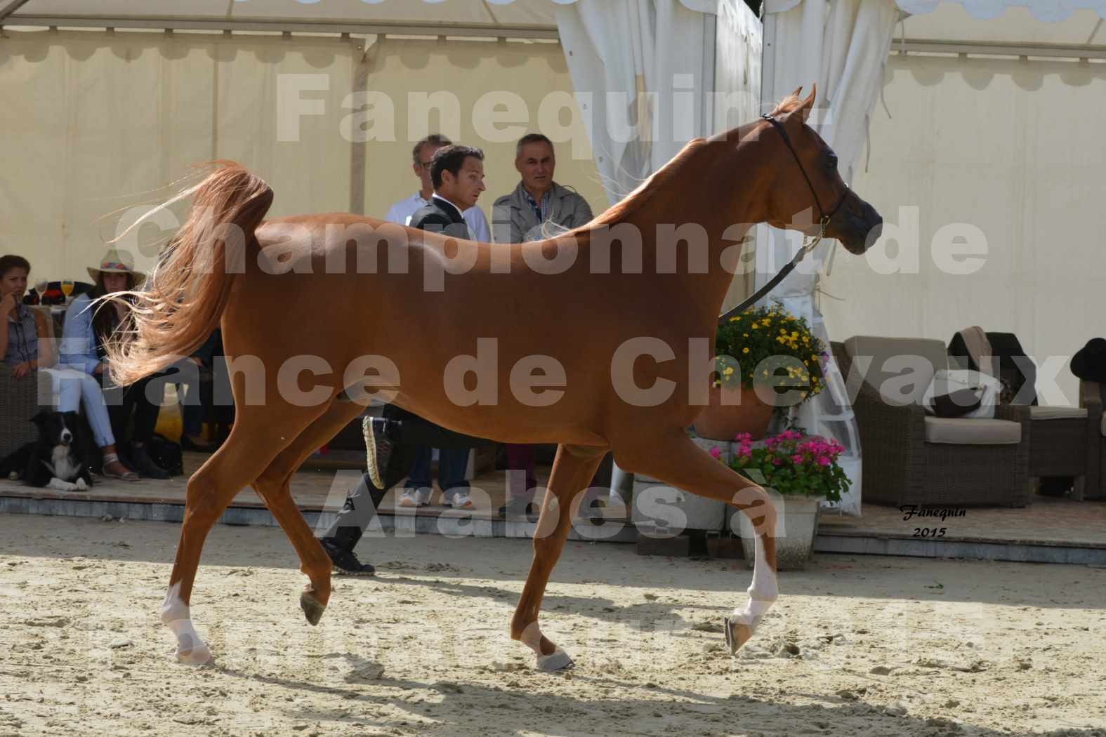 Championnat de FRANCE  de chevaux ARABES 2015 à POMPADOUR - AMJAD AL ADEYAT - 2