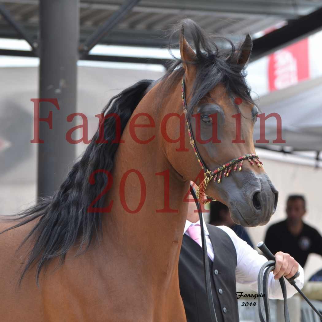 Show International de Chevaux ARABES 2014 à BORDEAUX - Notre Sélection - Portraits - ABSOLUT DE DJOON - 2