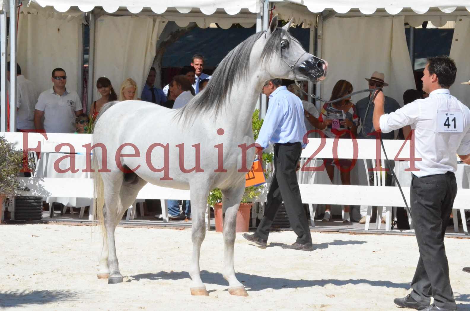 Concours National de Nîmes de chevaux ARABES 2014 - Sélection - SHAOLIN DE NEDJAIA - 78