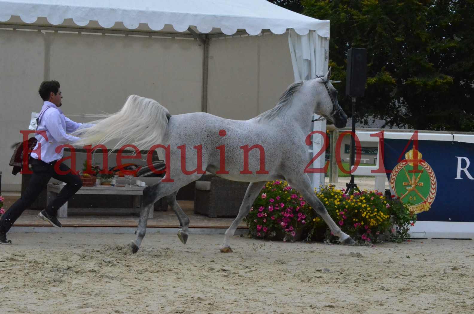 CHAMPIONNAT DE FRANCE  2014 A POMPADOUR - Championnat - SHEYK DE GARGASSAN - 09