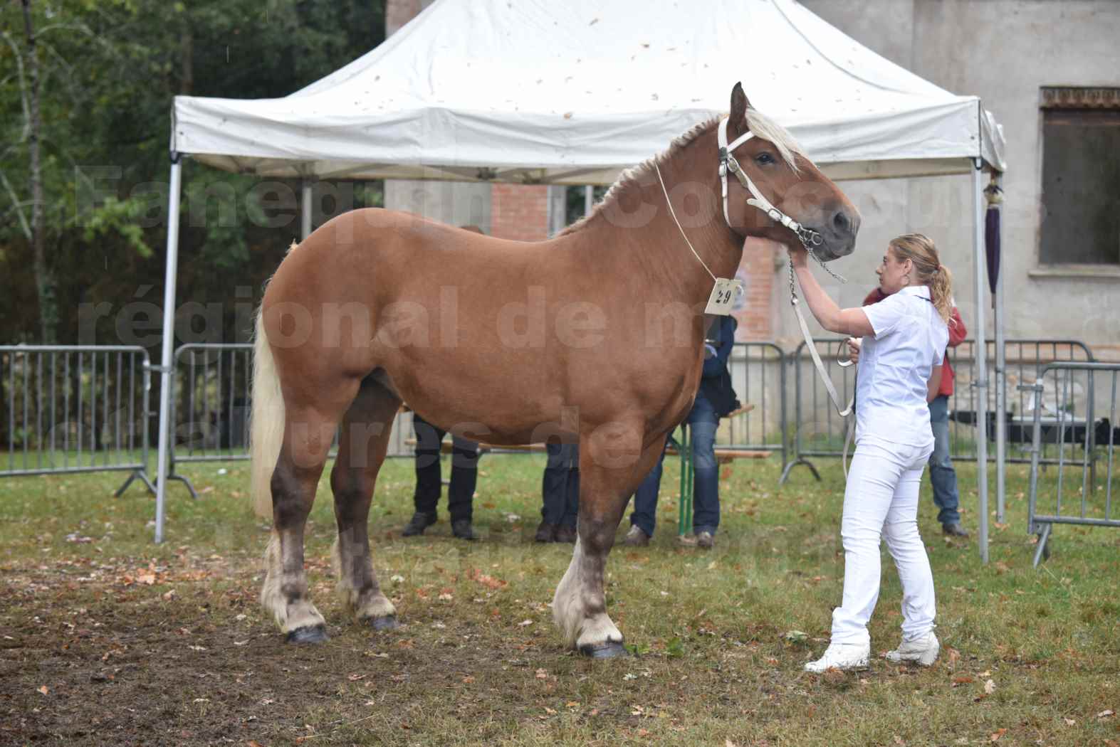 Concours Régional de chevaux de traits en 2017 - Trait COMTOIS - ELITE 14 - 03