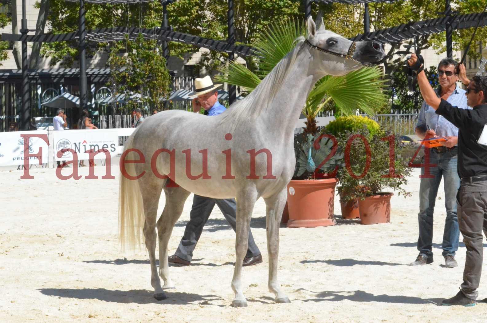 Concours national de Nîmes 2014 - Sélection  - VOLODIA DE LAFON - 26