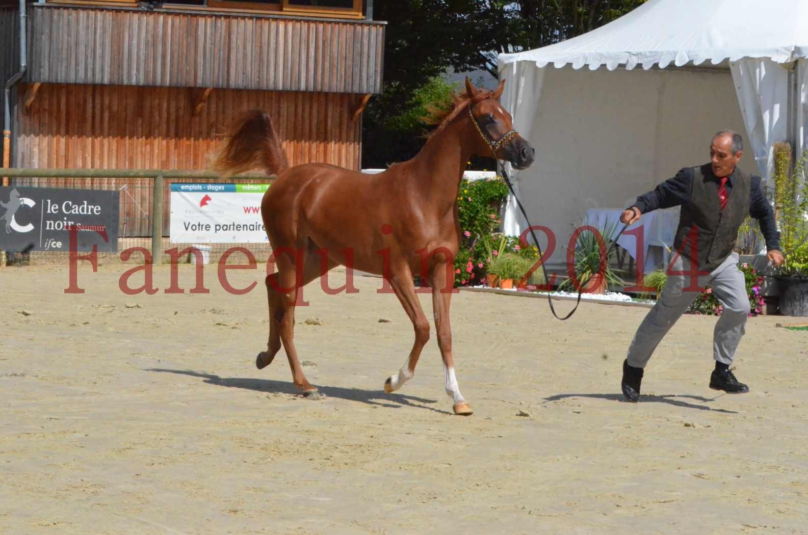 Championnat de FRANCE 2014 - Amateurs - SH CALLAS BINT ARMANI - 32