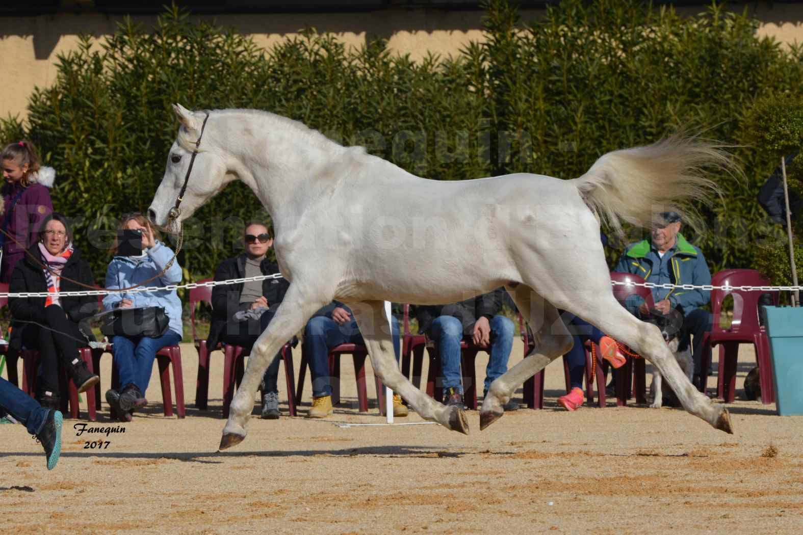 Présentation d’Étalons aux Haras d'UZES - présentation en main - FELOUK DE LA CHAMPOLINE - 1