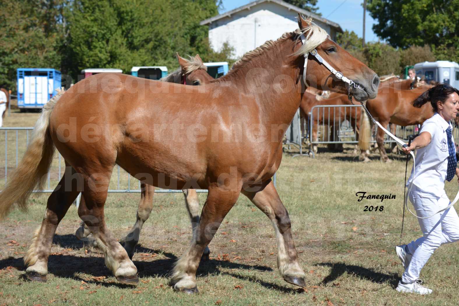 Concours départemental de chevaux de traits à GRAULHET en 2018 - Elevage POUJADE - Notre Sélection - 12