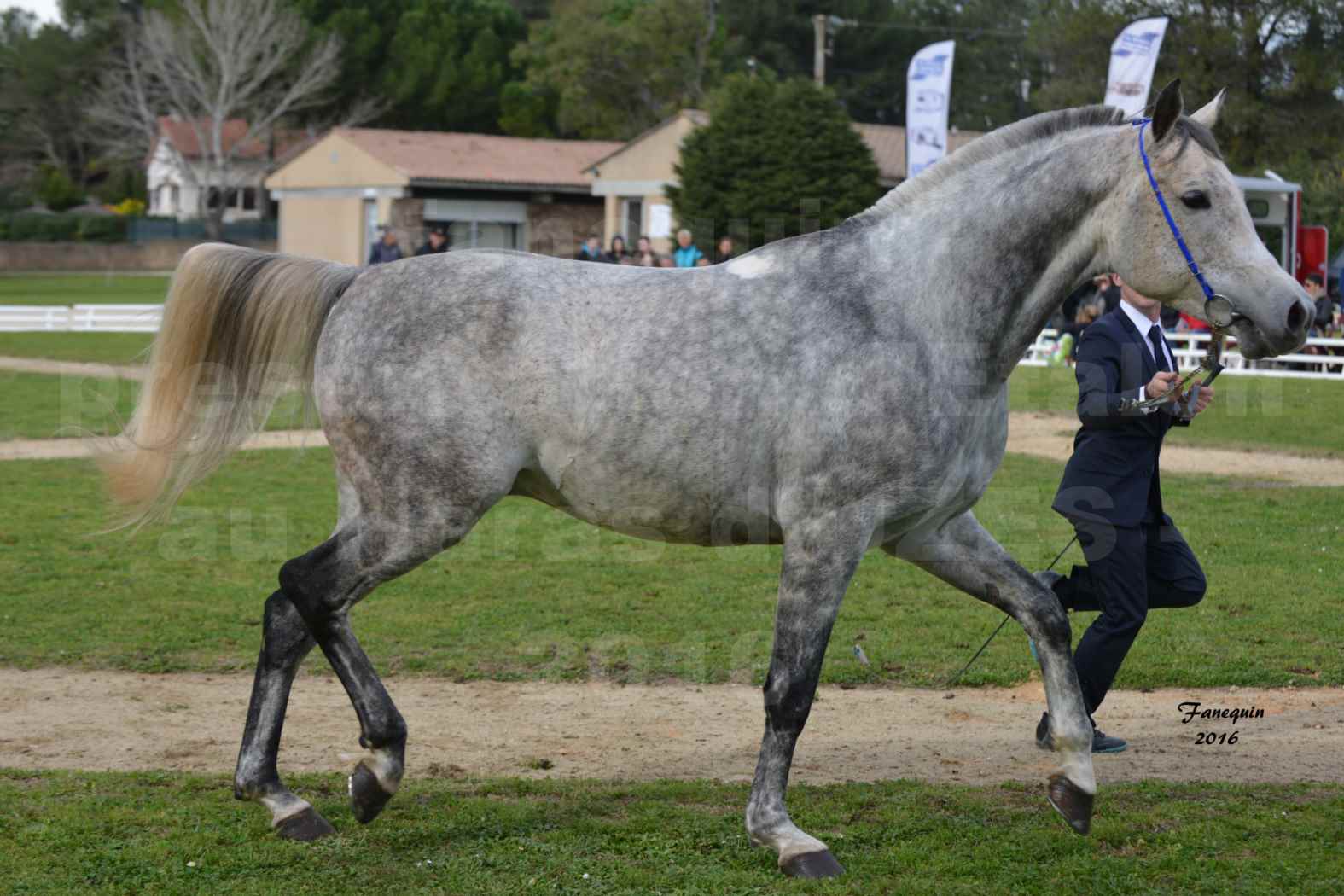 Présentation d’Étalons aux Haras d'UZES en 2016 - Présentation en longe - UMAR D'ALENTHUN - 6