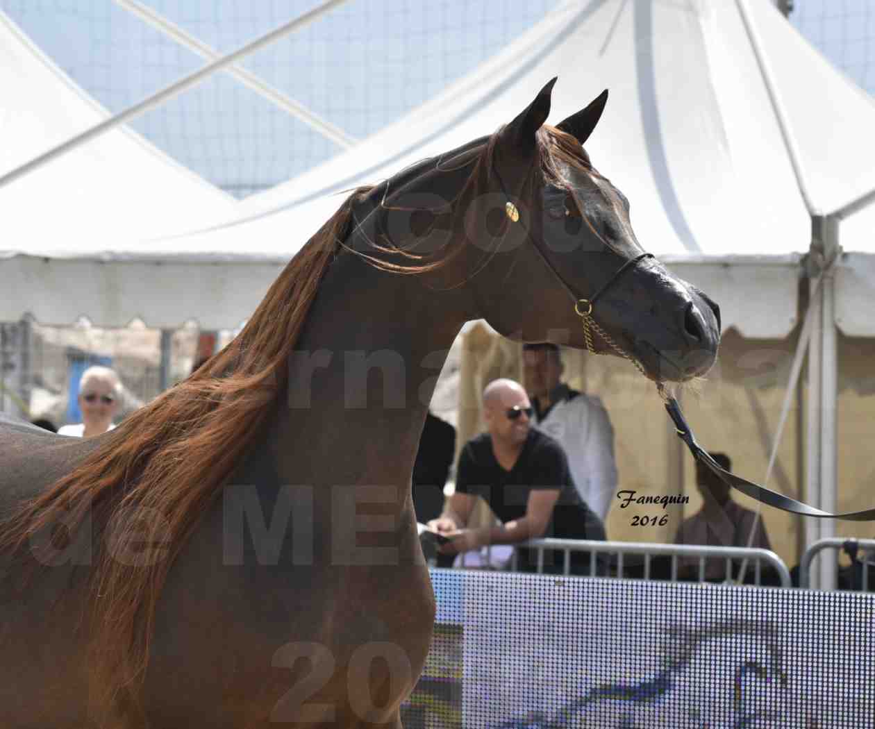 Championnat du pur-sang arabe de la Méditerranée et des pays arabes - MENTON 2016 - IM BAYARD CATHARE - Notre Sélection - Portraits - 2