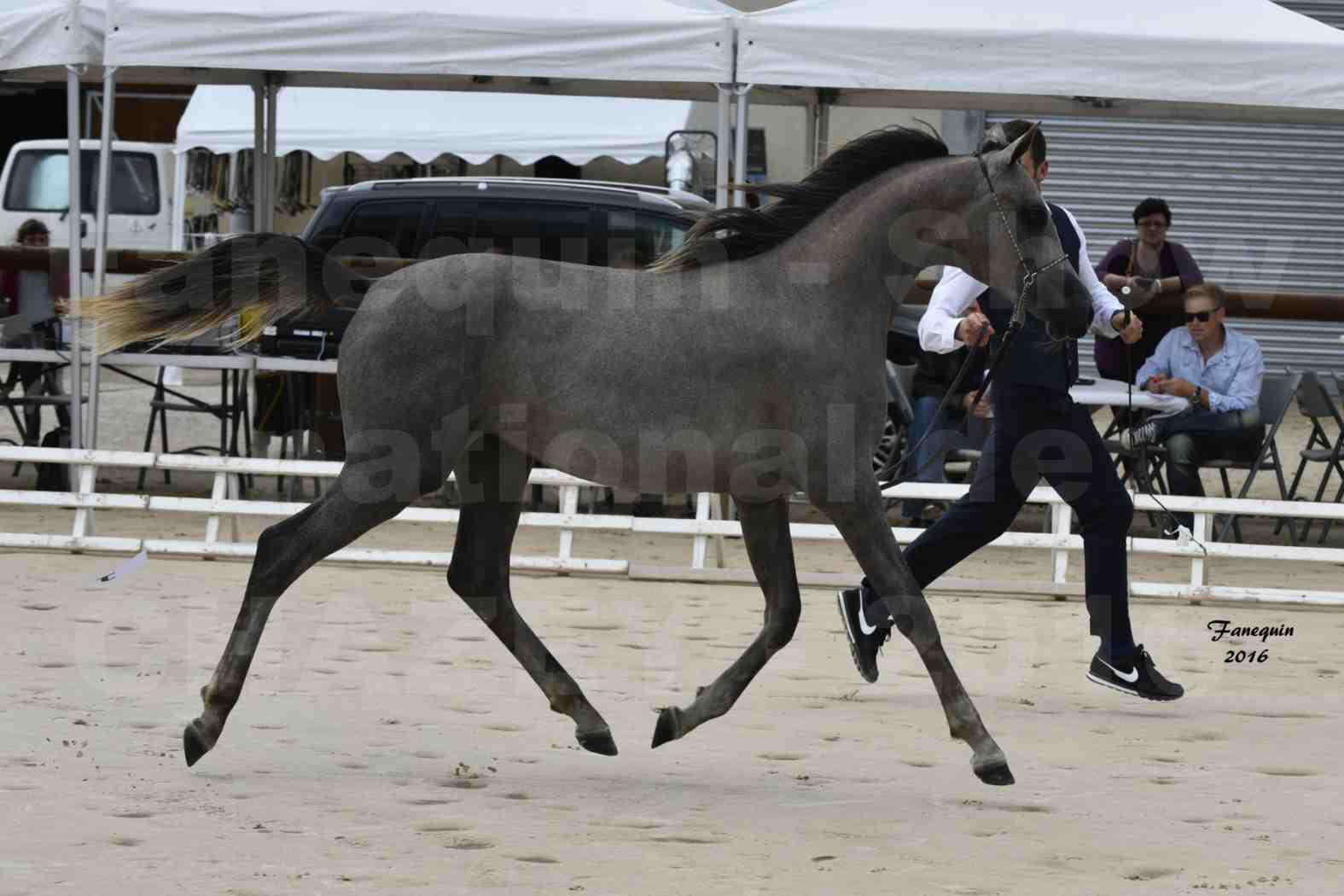 Show national de chevaux arabes de CHAZEY sur AIN 2016 - NM HACINA - Notre Sélection - 04