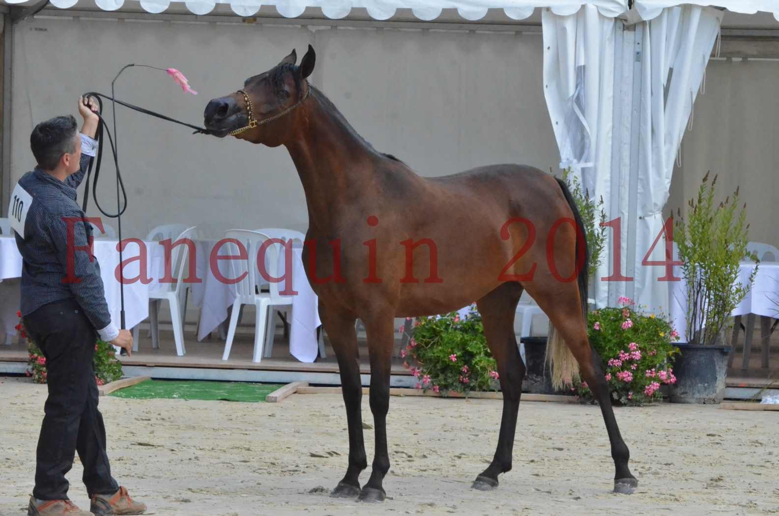 Championnat de FRANCE 2014 - Amateurs - KAL'ELLE D'ELHORIA - 92