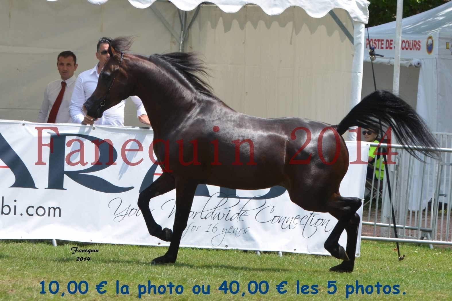 Parade des étalons - KANZ ALBIDAYER - en mouvement - 03