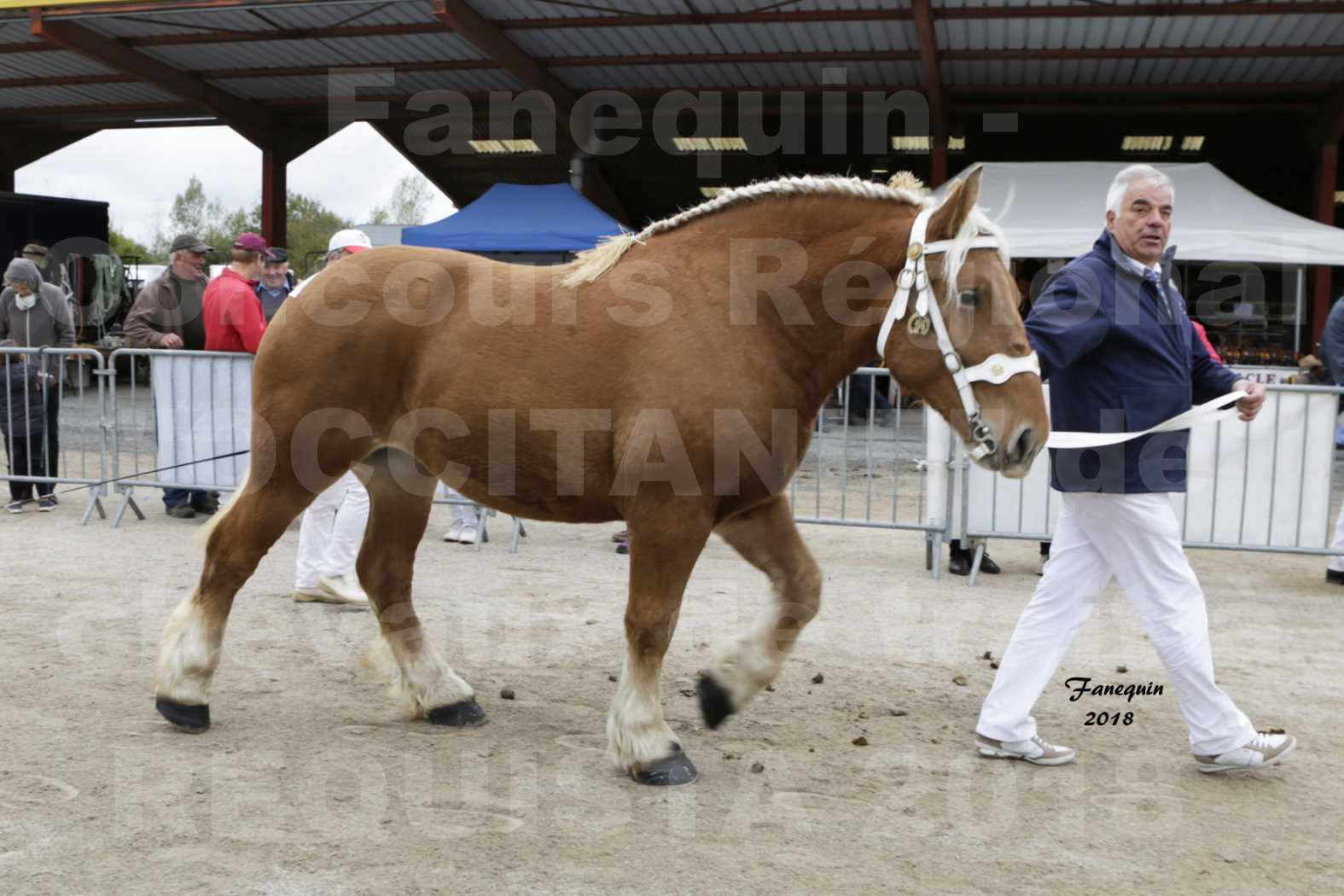 Concours Régional "OCCITANIE" de Chevaux de Traits à REQUISTA en 2018 - GRIOTTE DES PERRINES - 2