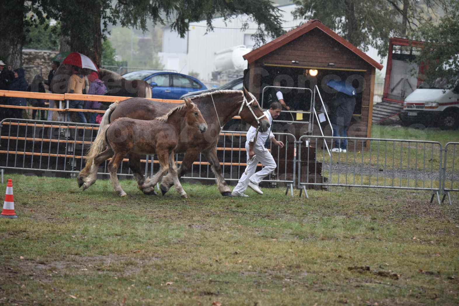 Concours Régional de chevaux de traits en 2017 - Trait COMTOIS - Jument suitée - RITA 38 - 02