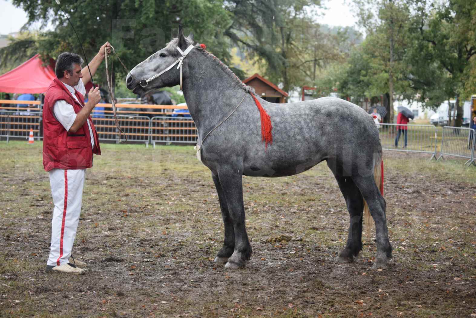 Concours Régional de chevaux de traits en 2017 - Pouliche Trait PERCHERON - FANY DES COUSTAUSSES - 5