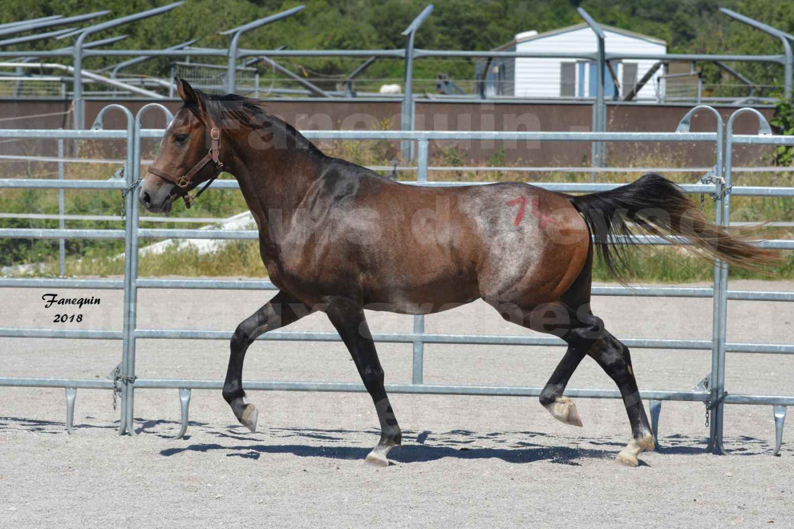 Concours d'Elevage de chevaux Arabes  le 27 juin 2018 à la BOISSIERE - DORKKAN DE FIGNOLS - 08