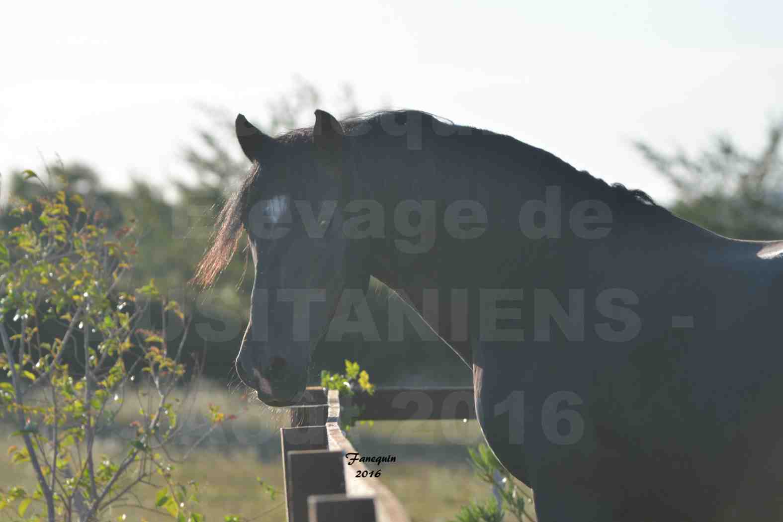 Elevage de LUSITANIENS - Étalon "NOCTURNO" - Portraits - 3