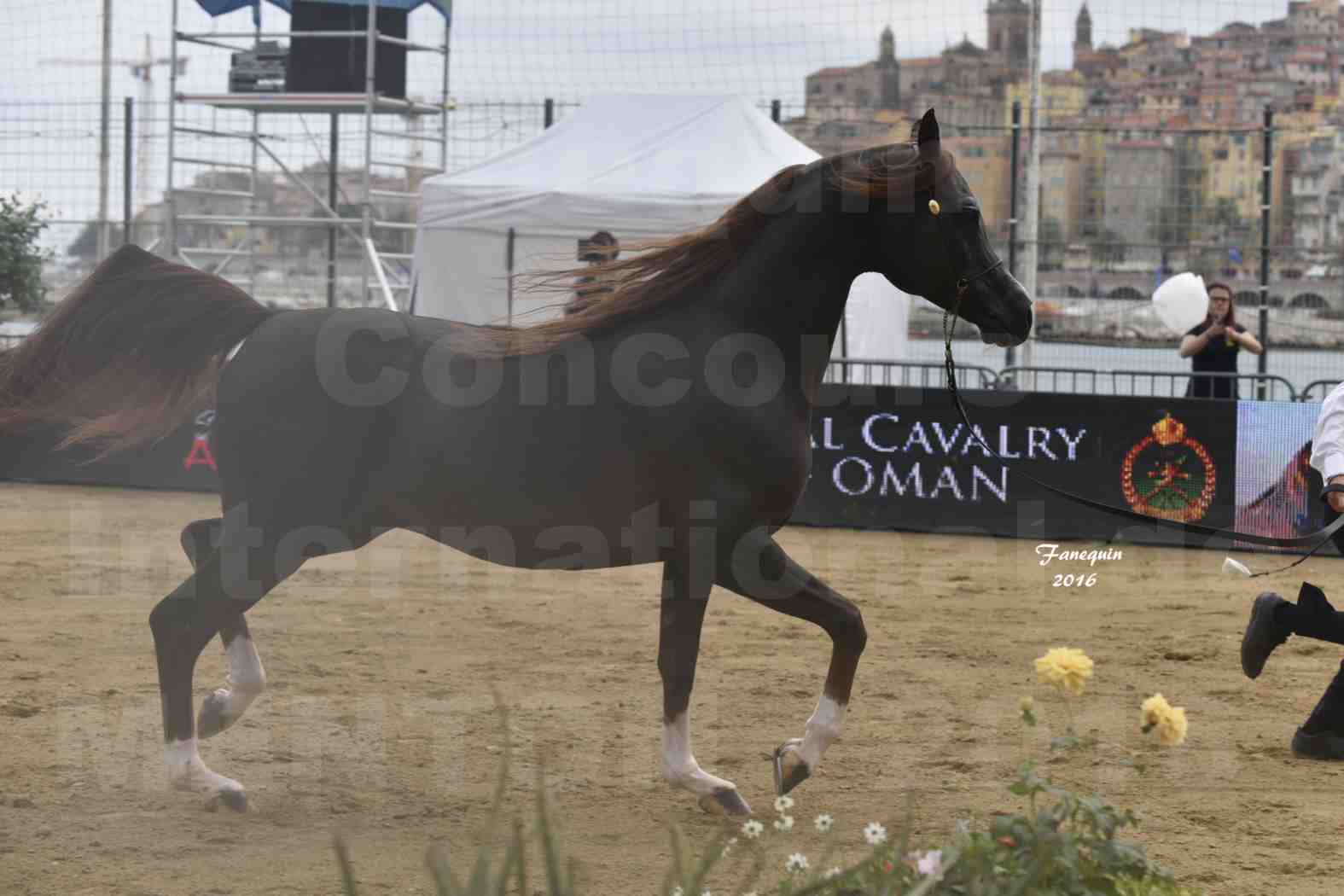 Championnat du pur-sang arabe de la Méditerranée et des pays arabes - MENTON 2016 - IM BAYARD CATHARE -  Notre Sélection - 10