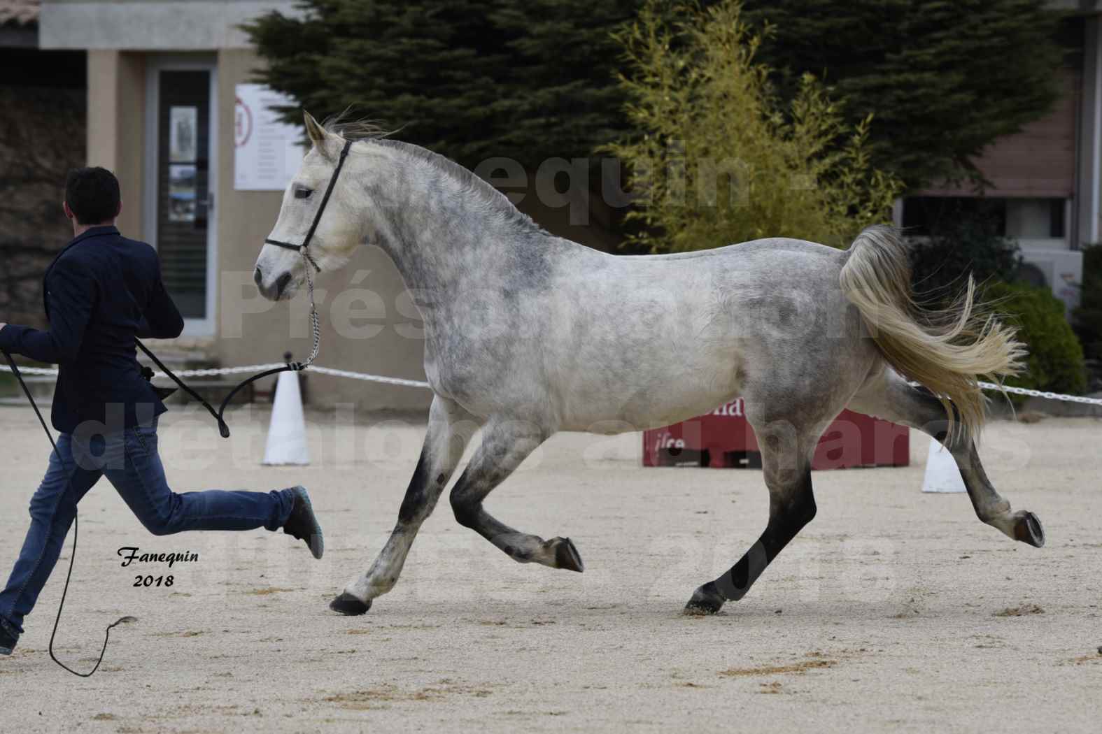 Présentation d’Étalons au haras d'UZES en 2018 - DIOSAÏ D'ALAJOU - Notre Sélection - en main - 07