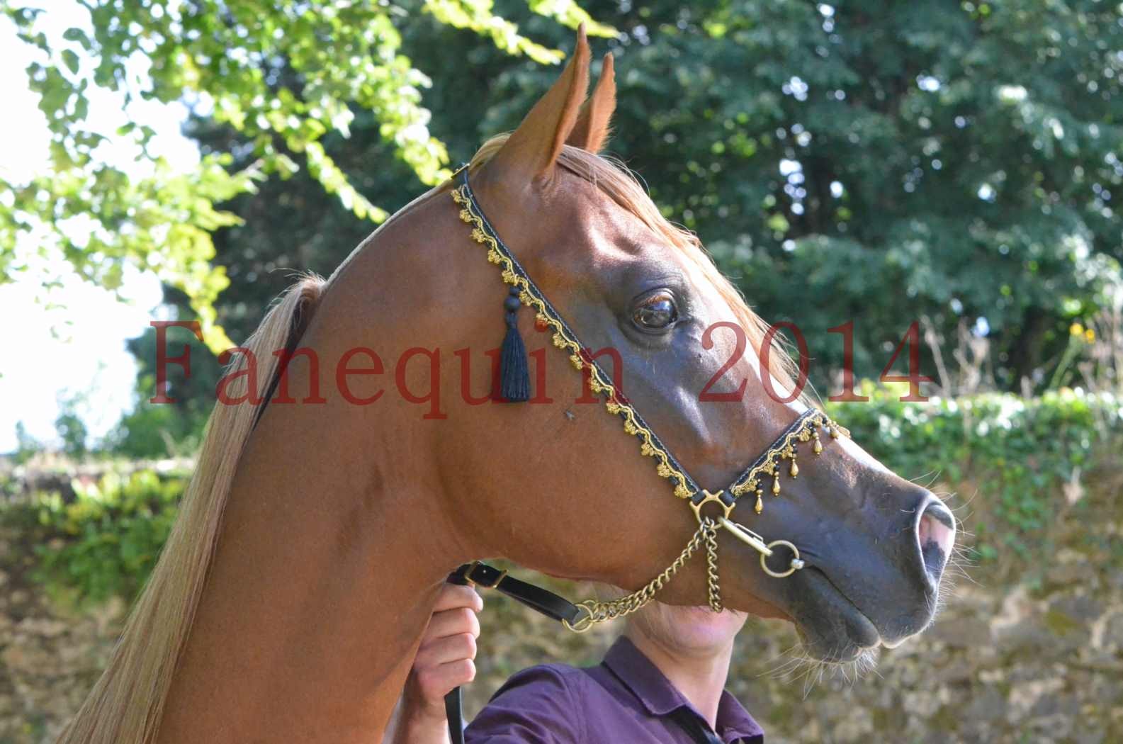 Championnat de FRANCE 2014 - Amateurs - SELECTO IBN SAMAWI - 163