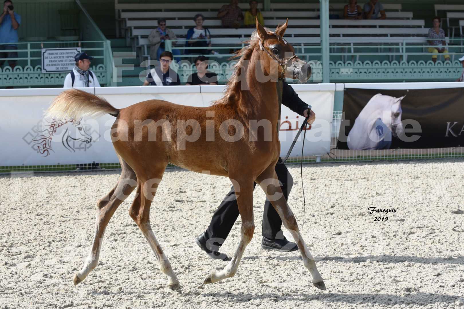 Championnat de France des chevaux Arabes en 2019 à VICHY - SH CYRENE - 2