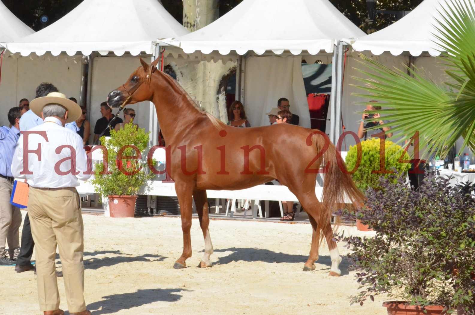 Concours National de Nîmes de chevaux ARABES 2014 - Championnat - MASSAI DE BARREL - 84