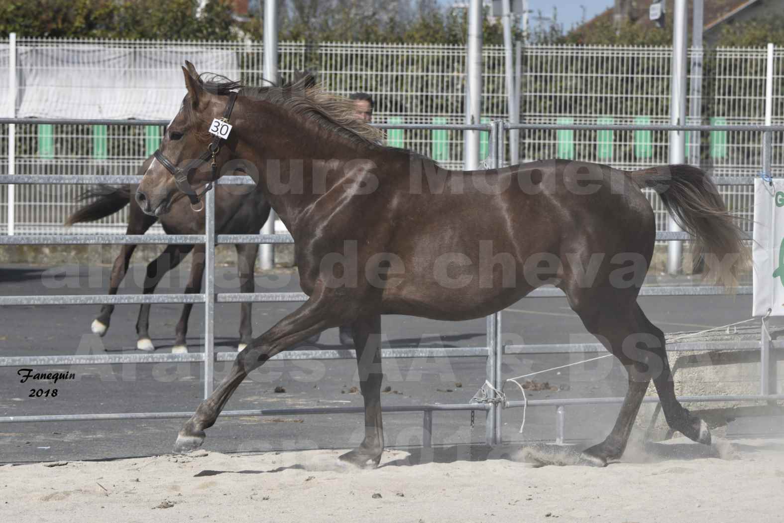 Concours d'élevage de Chevaux Arabes - D S A - A A - ALBI les 6 & 7 Avril 2018 - DJAHM AL MOUNJOYE - Notre Sélection - 3