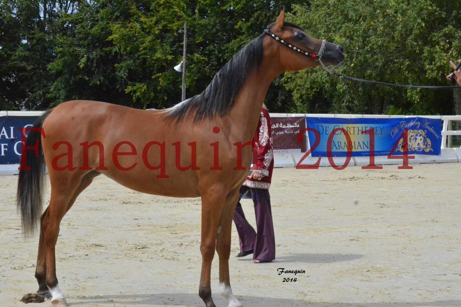 Championnat de FRANCE 2014 à POMPADOUR - Médaille de Bronze - pouliches de 1 an - SHABNAM IBN ASLAL - 02