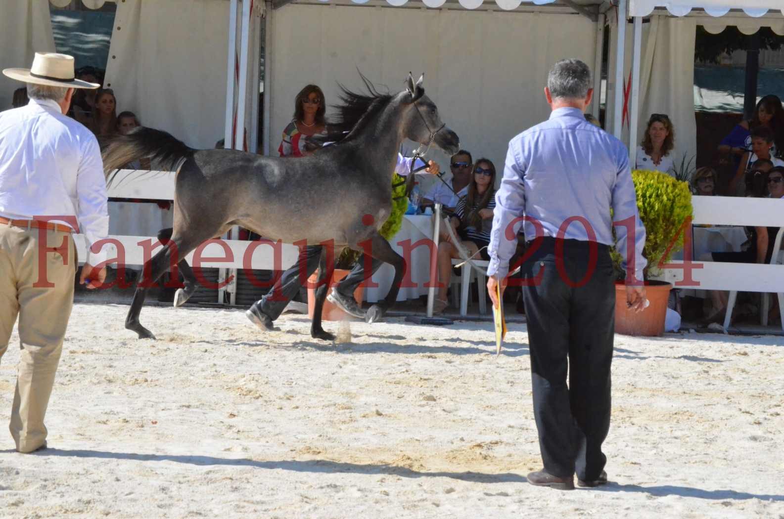 Concours National de Nîmes de chevaux ARABES 2014 - Championnat - JOSEPH'S BOUZIOLS - C 10