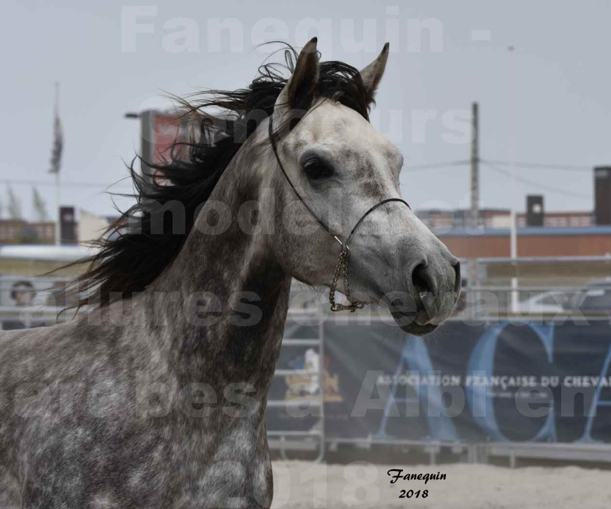 Concours d'élevage de Chevaux Arabes - Demi Sang Arabes - Anglo Arabes - ALBI les 6 & 7 Avril 2018 - PERCEVAL DE LAFON - Notre Sélection - Portraits - 07